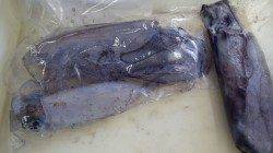 一本松　エギングでアオリイカのキッズ釣果