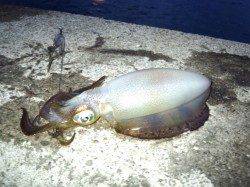 みなべ堺漁港でエギング　一投目にきた！