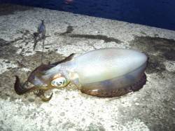 みなべ堺漁港でエギング　一投目にきた！