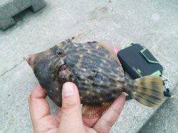 マルハギのかけ方【高田玲欧氏連載記事No.18】