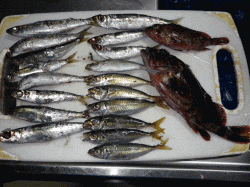 姫路西部、雨上がりの夕方に中島埠頭でサビキ…