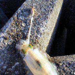 夕マズメ狙いで谷川漁港にエギング釣行