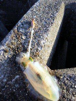 夕マズメ狙いで谷川漁港にエギング釣行