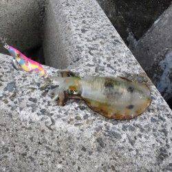 夕マズメ狙いで谷川漁港にエギング釣行