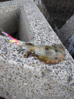 夕マズメ狙いで谷川漁港にエギング釣行