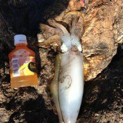 逢井の地磯でエギング ★510gの良型アオリ★