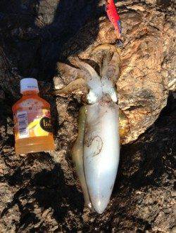 逢井の地磯でエギング ★510gの良型アオリ★