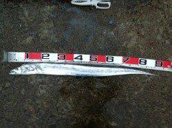 渡船を使って一文字へ、キビナゴのウキ釣りとフカセ釣り