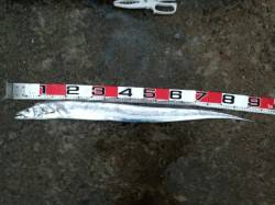 渡船を使って一文字へ、キビナゴのウキ釣りと…