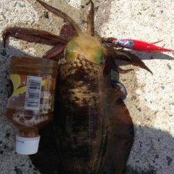 逢井の地磯でエギング ★510gの良型アオリ★