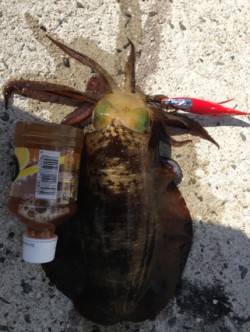 逢井の地磯でエギング　★510gの良型アオ…