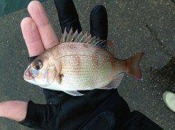 渡船を使って一文字へ、キビナゴのウキ釣りとフカセ釣り