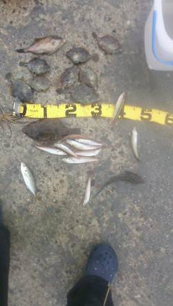 明石港湾内での投げ釣りで今年初のカレイ♪