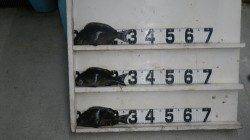 日置　フカセ釣りでグレ・イガミの釣果