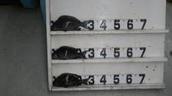 日置　フカセ釣りでグレ・イガミの釣果