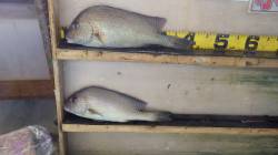 堺堤防　オキアミのエサでコロダイ2尾