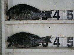 すさみ　フカセ釣りでグレの釣果