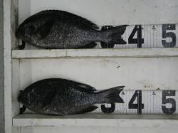 すさみ　フカセ釣りでグレの釣果