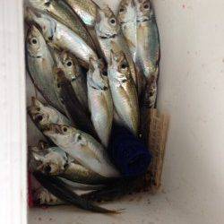 【じょじょに風が出てきました】大阪南港でのサビキ釣り