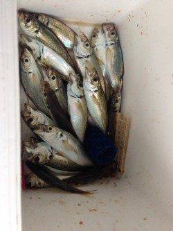 【じょじょに風が出てきました】大阪南港でのサビキ釣り