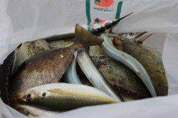 南芦屋浜でウキ釣り、アイゴ・サヨリ･アジの釣果☆