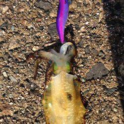 余部　表層狙いのエギングでアオリイカ　小さいながらも満足な結果