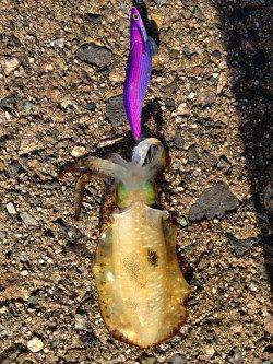 余部　表層狙いのエギングでアオリイカ　小さいながらも満足な結果