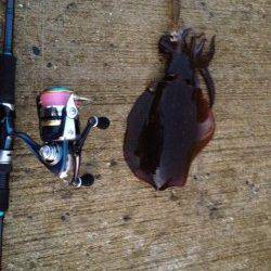 深日漁港でエギング、イイ引きでした！