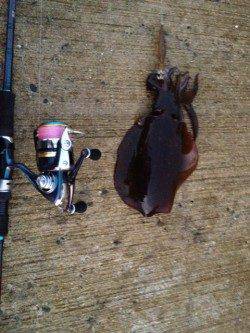 深日漁港でエギング、イイ引きでした！