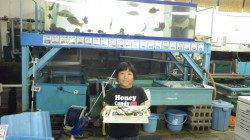 新芳養漁港　サビキでアジ中心の釣果