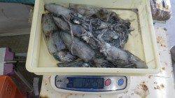 阿尾漁港　エギングでアオリイカの釣果