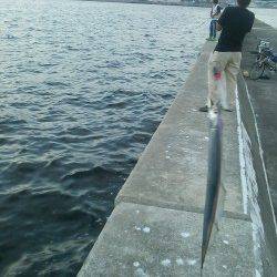 西宮浜でワインド、当たってきても型は指２本半でした