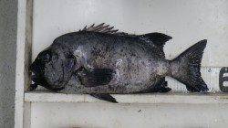 市江の磯でイシダイ55㎝！