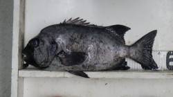 市江の磯でイシダイ55㎝！