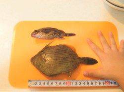 晩酌のあてにマルハゲ狙い　本荘人工島