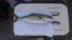 泉佐野　ショアジギングでツバス！タチウオは撃沈