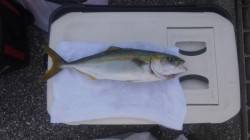 泉佐野　ショアジギングでツバス！タチウオは…