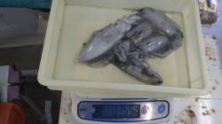 阿尾漁港　エギングでアオリイカの釣果