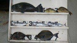 笠甫の地磯にてカゴ・フカセでGET