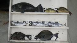 笠甫の地磯にてカゴ・フカセでGET