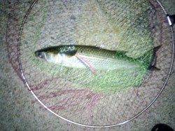 大蔵海岸でのルアー釣果