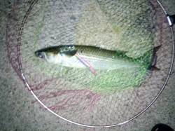 大蔵海岸でのルアー釣果