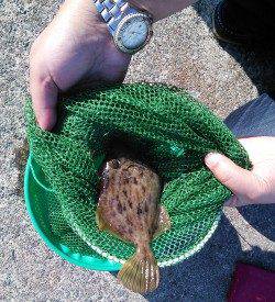 世久見　堤防でカワハギ釣り＆ちょい投げのキス