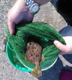 世久見　堤防でカワハギ釣り＆ちょい投げのキ…