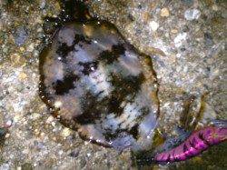 東二見人工島でエギング～1時間足らずで2杯GET！