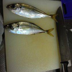 強い風の中岸和田でアジング