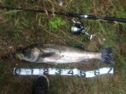 シーバスヒット連発 60up,55up,6…