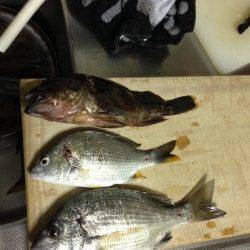 田辺元島付近で脈釣り、アタリ多数でした！