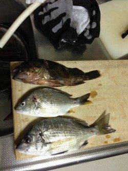 田辺元島付近で脈釣り、アタリ多数でした！