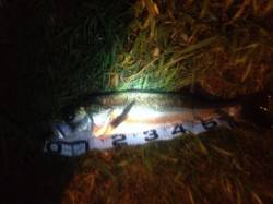 雨でシーバススイッチＯＮ！ 74up&am…